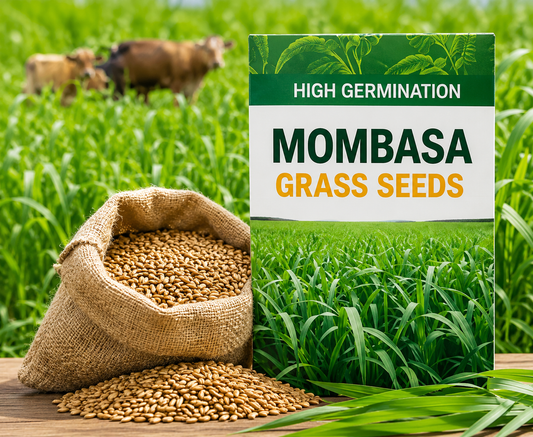 🌱 Semences d'Herbe Mombasa Premium
